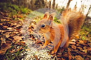 Squirrel red fur funny pets autumn forest on background