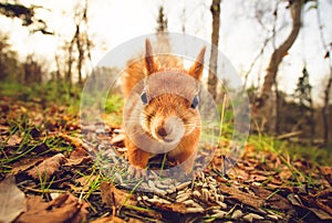 Squirrel red fur funny pets autumn forest on background