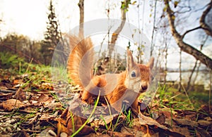 Squirrel red fur funny pets autumn forest on background