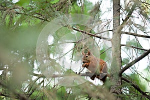 Squirrel red fur funny pets autumn forest on background wild nature animal thematic Sciurus vulgaris rodent