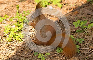 Squirrel red fur funny pets spring forest on background wild nature animal thematic