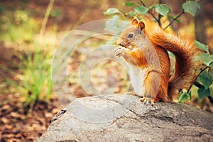 Squirrel red fur with nuts