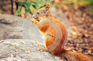 Squirrel red fur with nuts