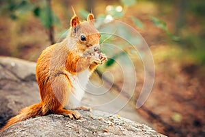 Squirrel red fur with nuts