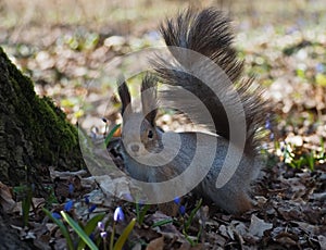 Squirrel red standing at spring forest and looking at camera