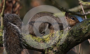 Squirrel resting on a branch