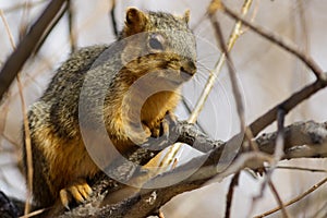 A squirrel resting on a branch