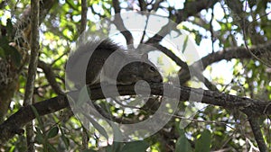 Squirrel resting on a tree branch