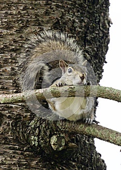 Squirrel resting on a tree branch.