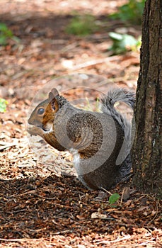 Squirrel resting by tree. Cute and furry vermin. photo
