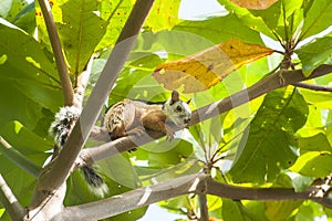 Squirrel Rests in Almond Tree
