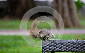 Squirrel rests on a chair in a park
