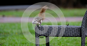 Squirrel rests on a chair in a park