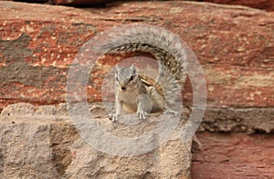 Squirrel on a rock, in India