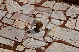 Squirrel on the rock in the temple