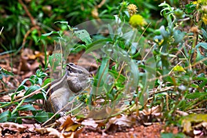 Squirrel or Rodent or also known as Chipmunk, Paused and looking curiously on the ground among small plants