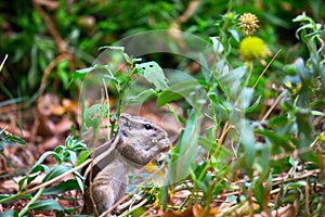 Squirrel or Rodent or also known as Chipmunk, sitting and eating from the grass on the ground