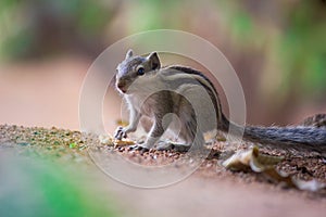 Squirrel or Rodent or also known as the chipmunk sitting firmly on the ground