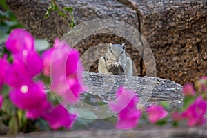 Squirrel or Rodent or also known as the chipmunk sitting firmly on the Rock