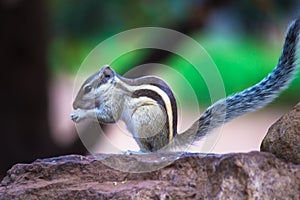 Squirrel or Rodent or also known as the chipmunk sitting firmly on the Rock in a soft blurry green background