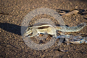 Squirrel or Rodent or also known as the chipmunk sitting on the ground