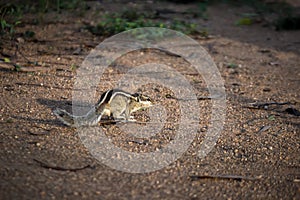 Squirrel or Rodent or also known as the chipmunk sitting on the ground