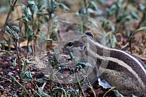 Squirrel or Rodent or also known as the chipmunk sitting on the ground