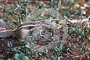 Squirrel or Rodent or also known as the chipmunk sitting on the ground