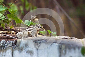 Squirrel or Rodent or also known as the chipmunk sitting on the ground