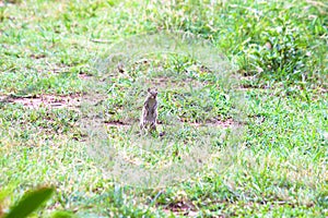 Squirrel or Rodent or also known as the chipmunk sitting on the ground