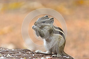 Squirrel or Rodent or also known as the chipmunk sitting on the tree ground and eating in a nice soft background