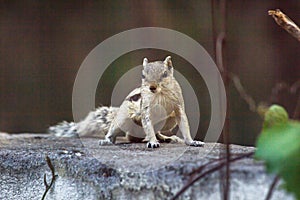 Squirrel or Rodent or also known as Chipmunk, sitting on the wall