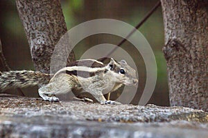 Squirrel or Rodent or also known as Chipmunk, sitting on the wall