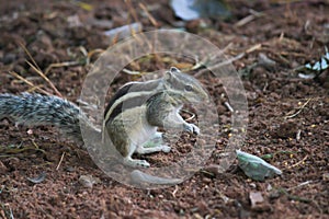 Squirrel or Rodent or also known as the chipmunk standing firmly on the  ground