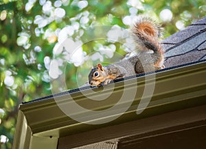 Squirrel on the roof