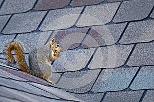 Squirrel on roof