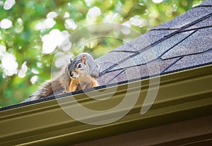Squirrel on the roof