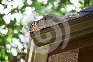 Squirrel on the roof