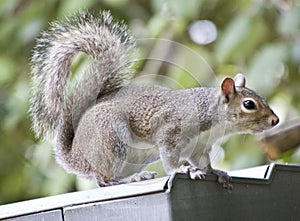 Squirrel on Roof