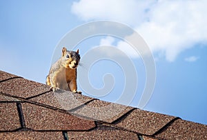 Squirrel on the roof top