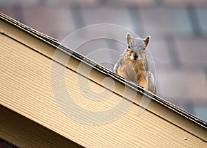 Squirrel on the roof top