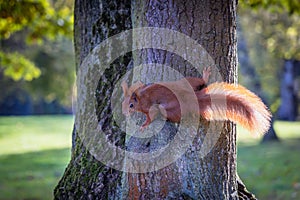 Squirrel in Royal Baths Park in Warsaw city, Poland