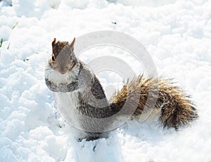 Squirrel rummaging through snow and looking at the viewer.