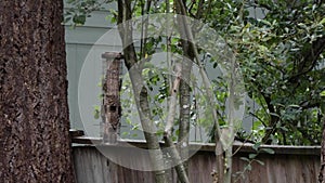 Squirrel running along fence near bird feeder