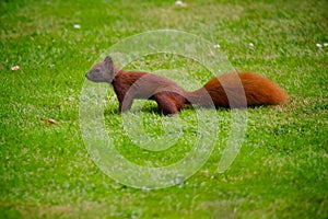 Squirrel running around in garden