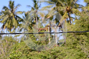 squirrel running on power lines