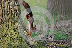 The squirrel is running down a tree