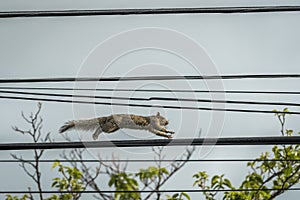 Squirrel Running on Telephone Wire