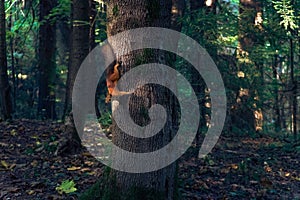 A squirrel running on the tree upside down