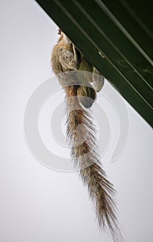 squirrel\'s nut hanging from the roof, underside parts of the squirrel